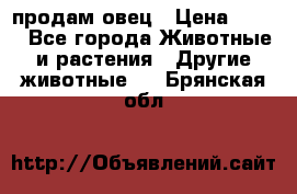  продам овец › Цена ­ 100 - Все города Животные и растения » Другие животные   . Брянская обл.